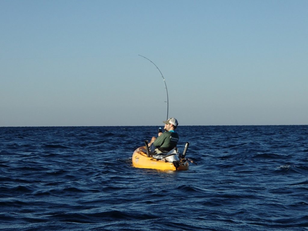 Fighting from a Kayak, Florida Gulf Coast