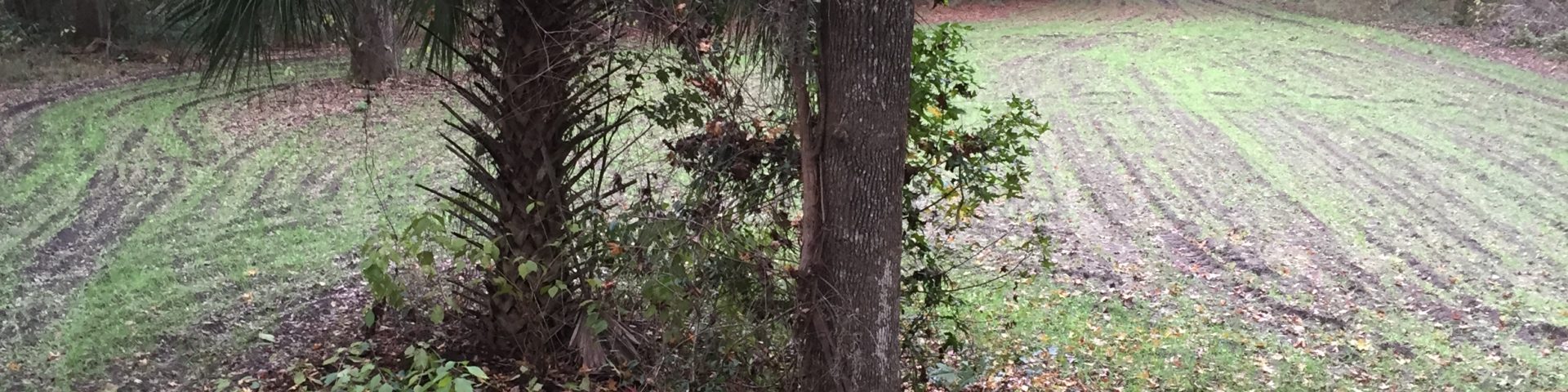 Tree Stand South Carolina