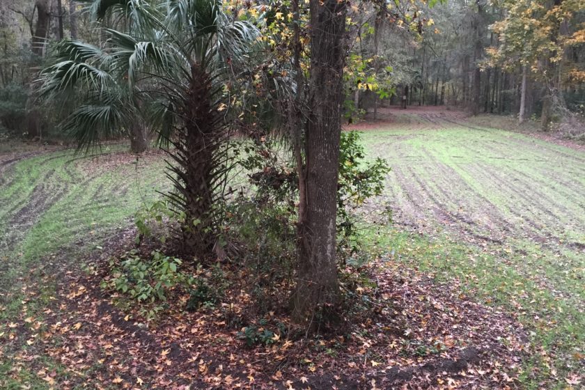 Tree Stand South Carolina