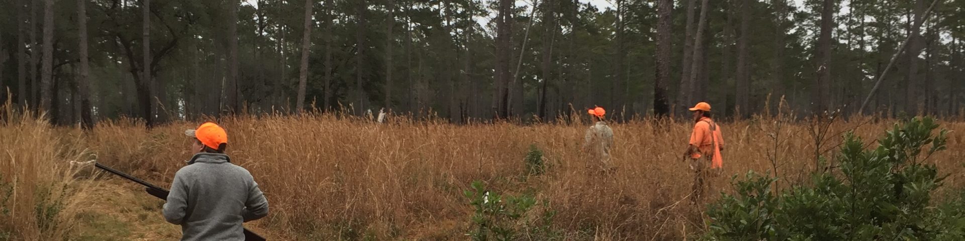 Quail Hunt