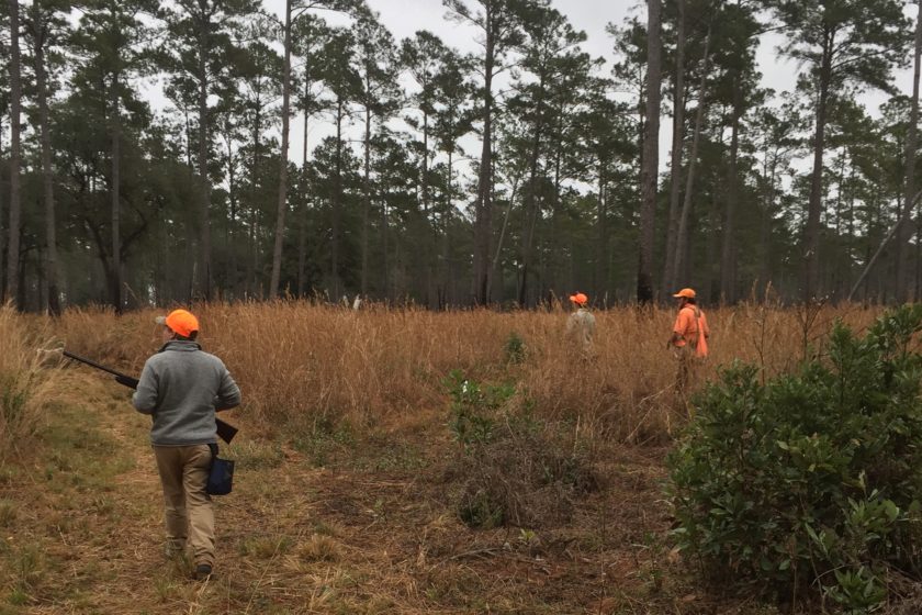 Quail Hunt